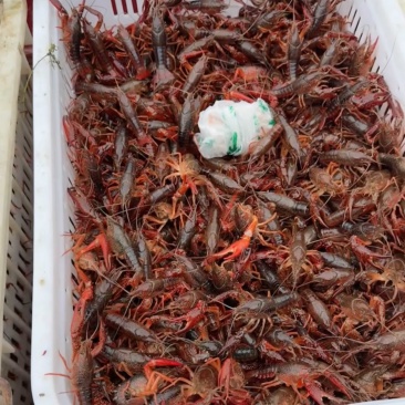 瓦埠湖小龙虾