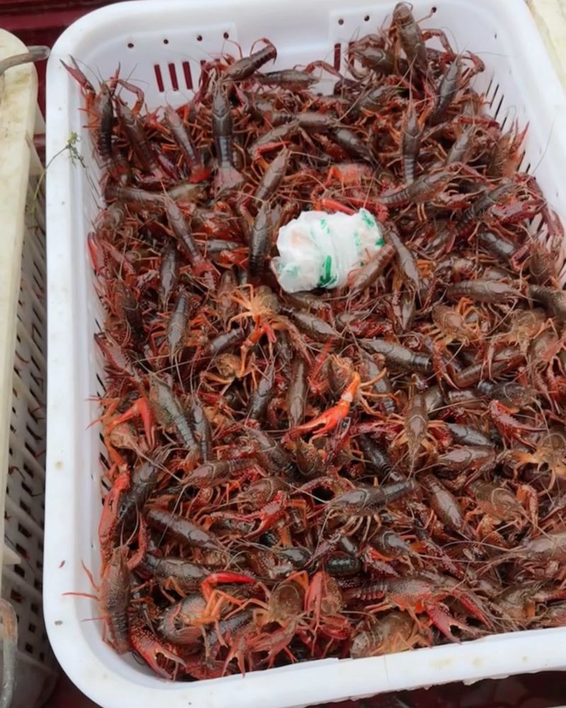 瓦埠湖小龙虾
