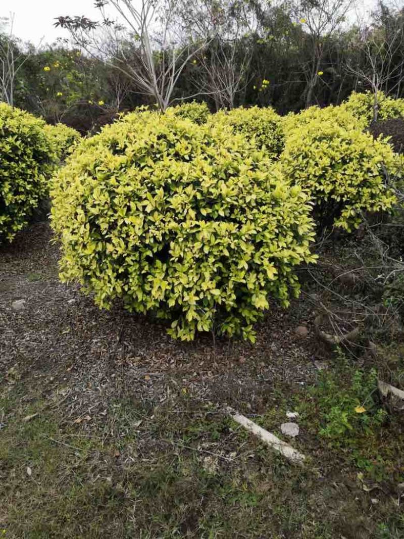 黄金榕球50-200高，基地直销，各种规格，大量低价出售