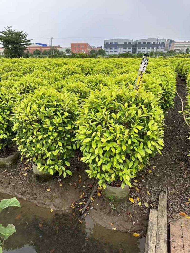 黄金榕球50-200高，基地直销，各种规格，大量低价出售