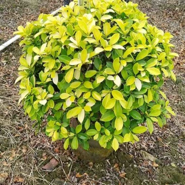 黄金榕球50-200高，基地直销，各种规格，大量低价出售