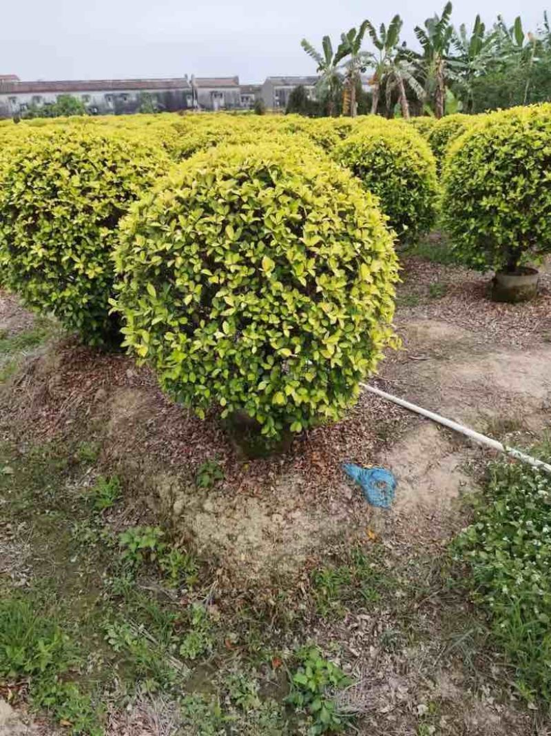 黄金榕球50-200高，基地直销，各种规格，大量低价出售