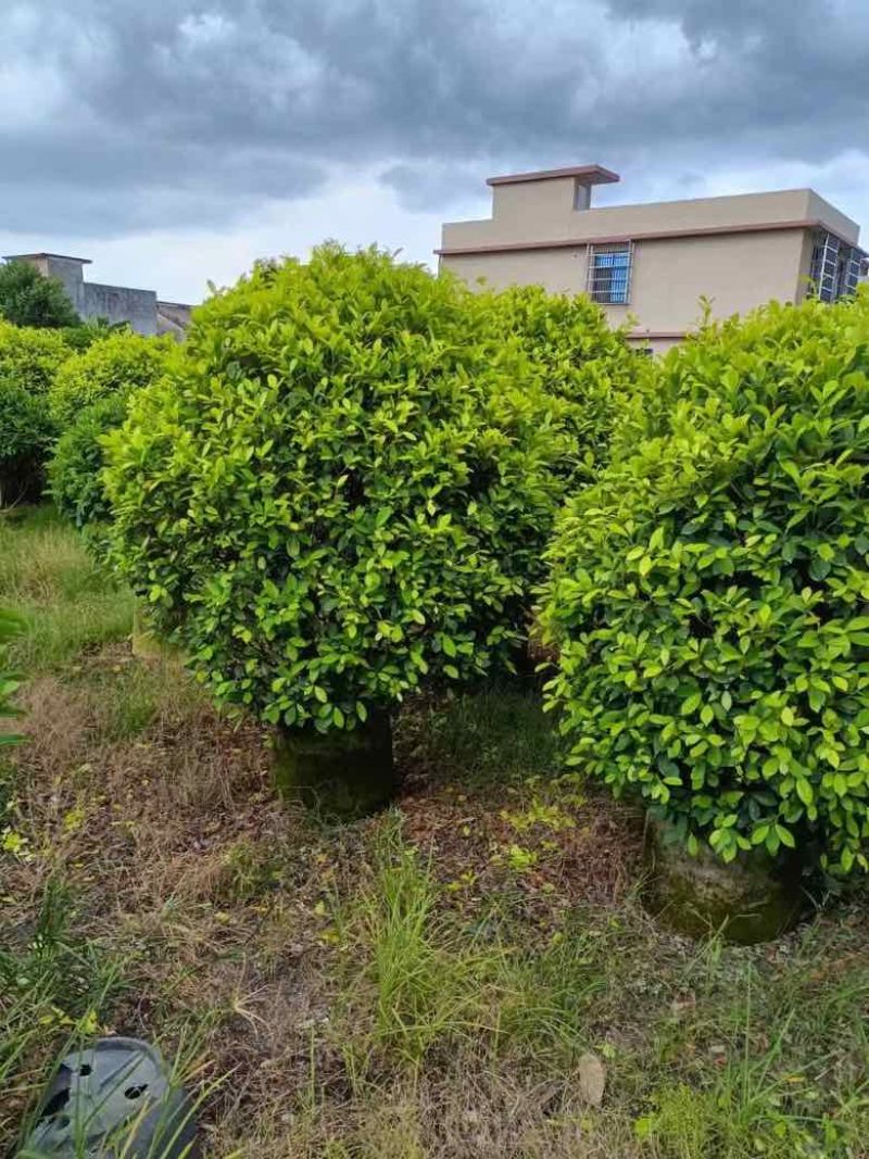 黄金榕球50-200高，基地直销，各种规格，大量低价出售