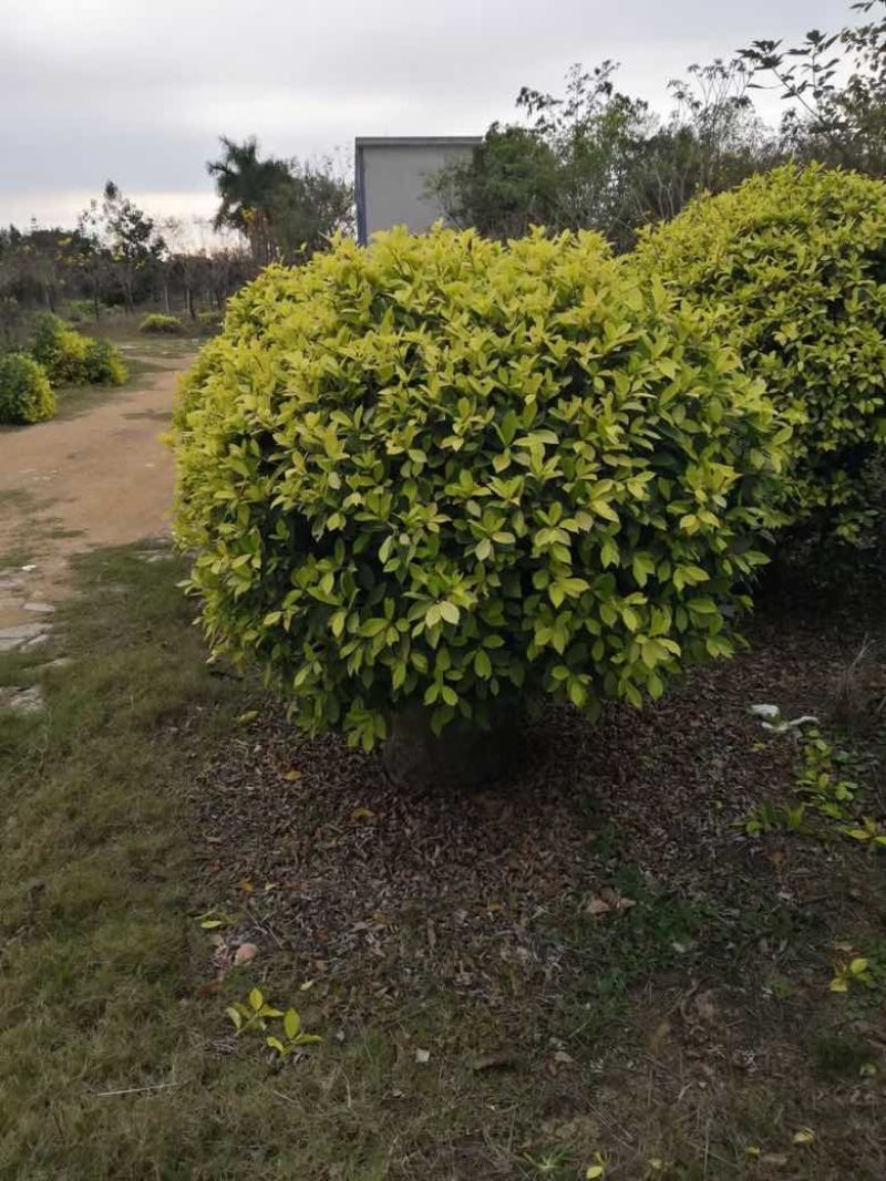 黄金榕球50-200高，基地直销，各种规格，大量低价出售