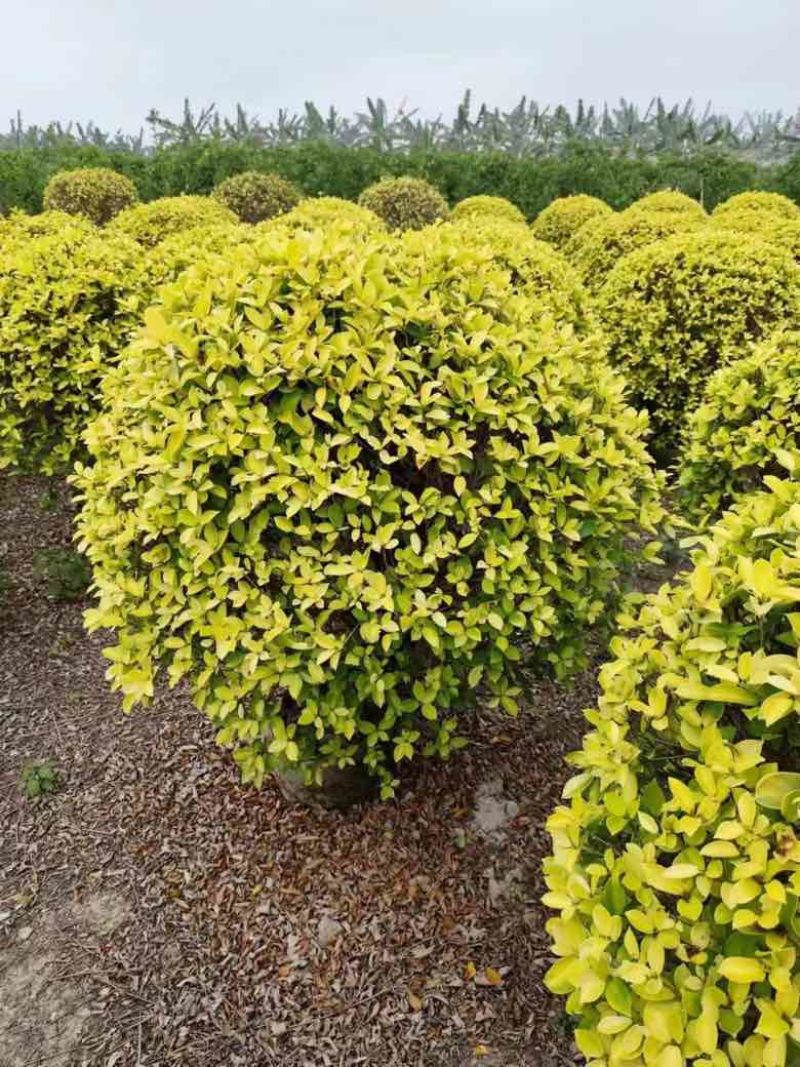 黄金榕球50-200高，基地直销，各种规格，大量低价出售