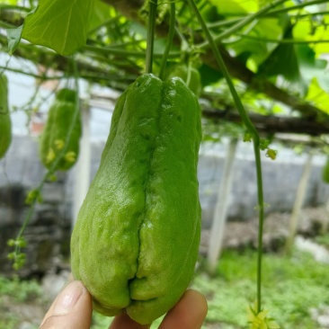 佛手瓜