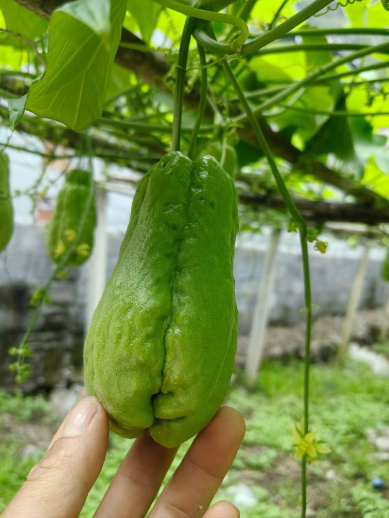 佛手瓜