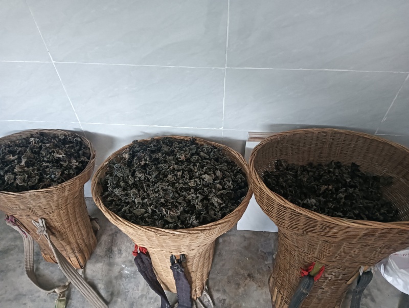 甘肃陇南康县椴木木耳