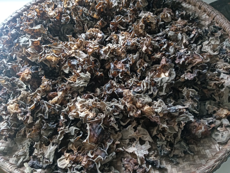 甘肃陇南康县椴木木耳