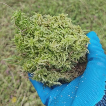 干货新鲜水苔。