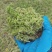 干货新鲜水苔。