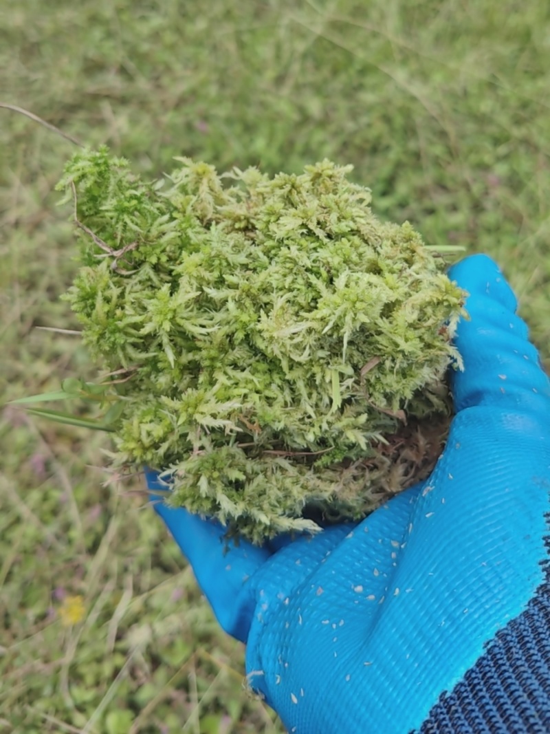 干货新鲜水苔。