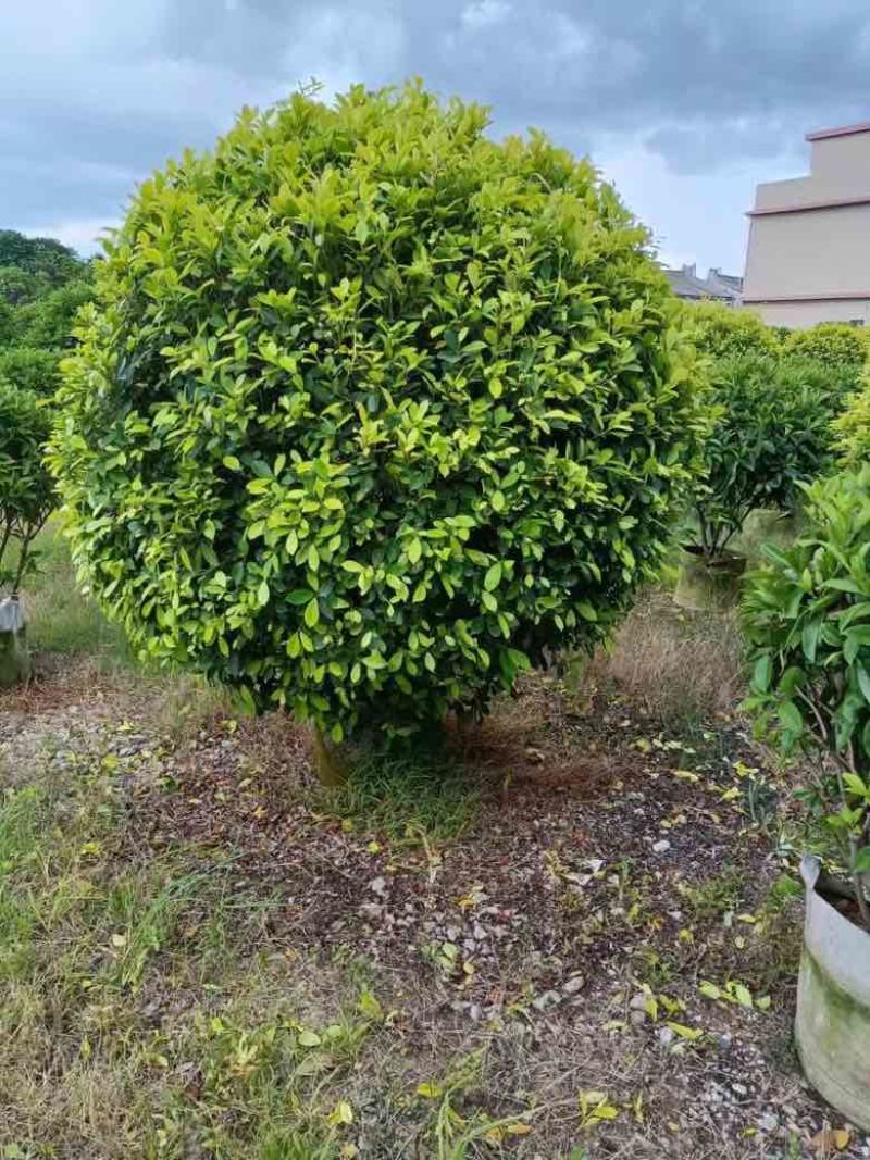 黄榕球50-200高，基地直销，各种规格，大量低价出售