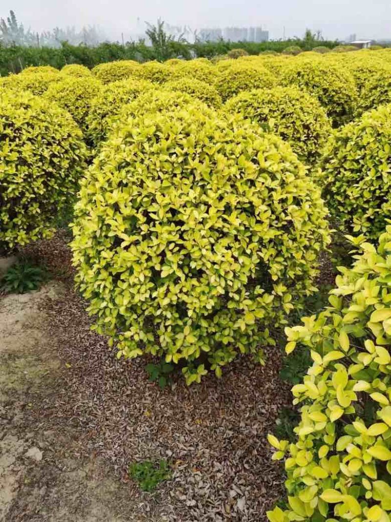 黄榕球50-200高，基地直销，各种规格，大量低价出售