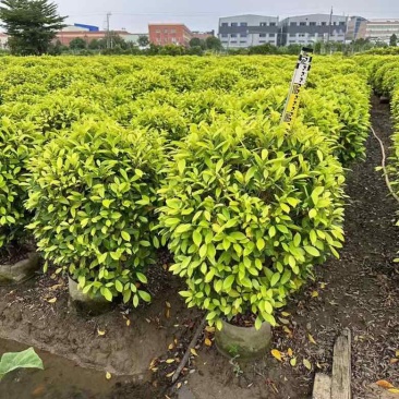 黄榕球50-200高，基地直销，各种规格，大量低价出售