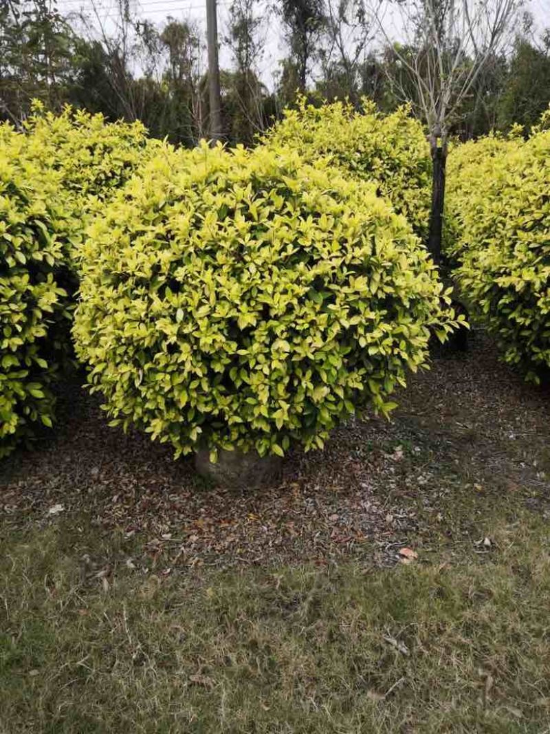 黄榕球50-200高，基地直销，各种规格，大量低价出售