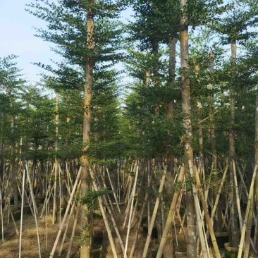 小叶榄仁8-25分，基地直销，一手货源，各种规格，大量出售