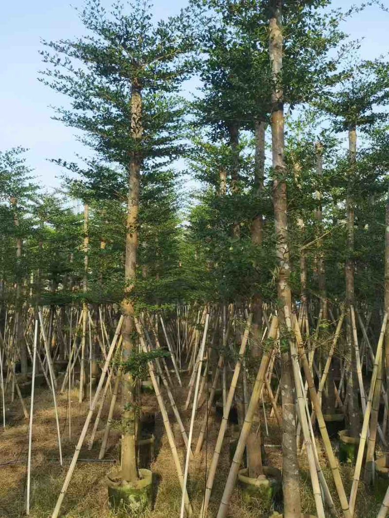 小叶榄仁8-25分，基地直销，一手货源，各种规格，大量出售