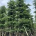 小叶榄仁8-25分，基地直销，一手货源，各种规格，大量出售