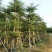 小叶榄仁8-25分，基地直销，一手货源，各种规格，大量出售