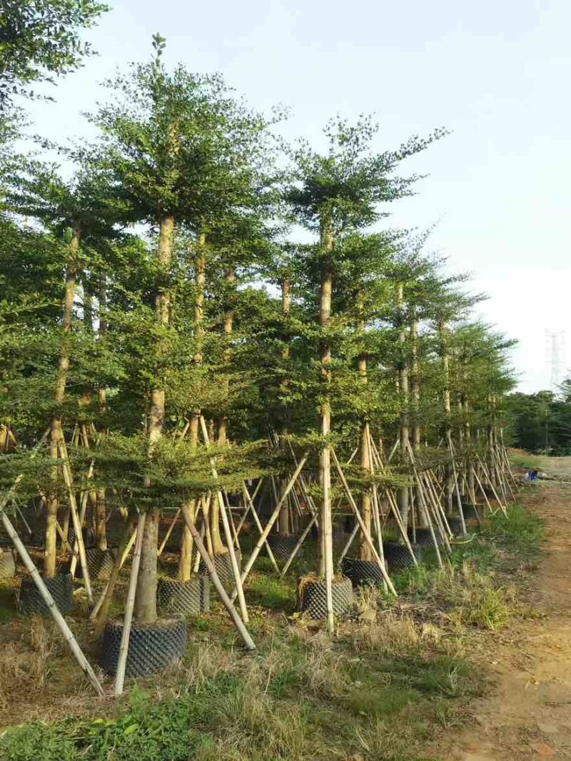 小叶榄仁8-25分，基地直销，一手货源，各种规格，大量出售