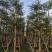 小叶榄仁8-25分，基地直销，一手货源，各种规格，大量出售