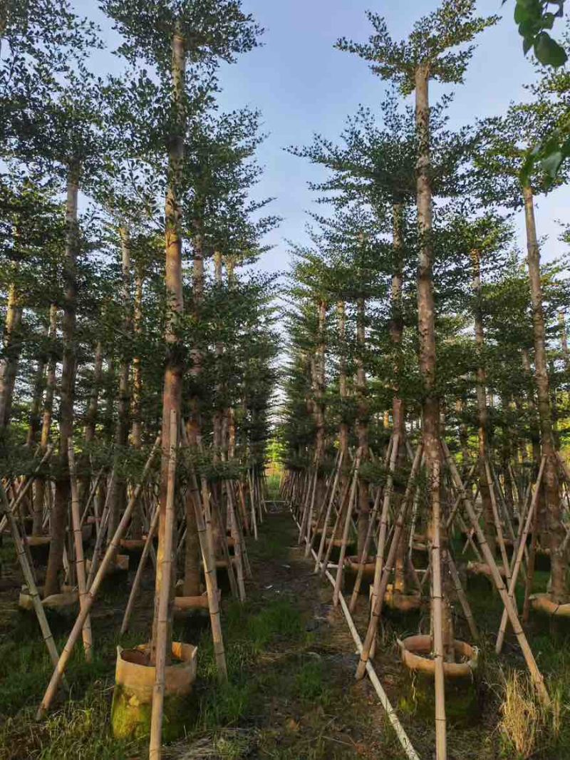 小叶榄仁8-25分，基地直销，一手货源，各种规格，大量出售