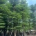 小叶榄仁8-25分，基地直销，一手货源，各种规格，大量出售