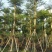 小叶榄仁8-25分，基地直销，一手货源，各种规格，大量出售
