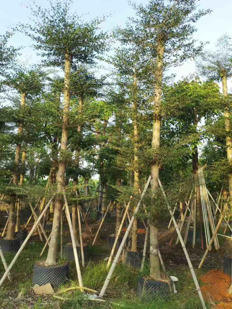 小叶榄仁8-25分，基地直销，一手货源，各种规格，大量出售
