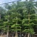 小叶榄仁8-25分，基地直销，一手货源，各种规格，大量出售