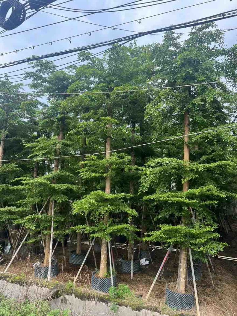 小叶榄仁8-25分，基地直销，一手货源，各种规格，大量出售