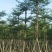 小叶榄仁8-25分，基地直销，一手货源，各种规格，大量出售