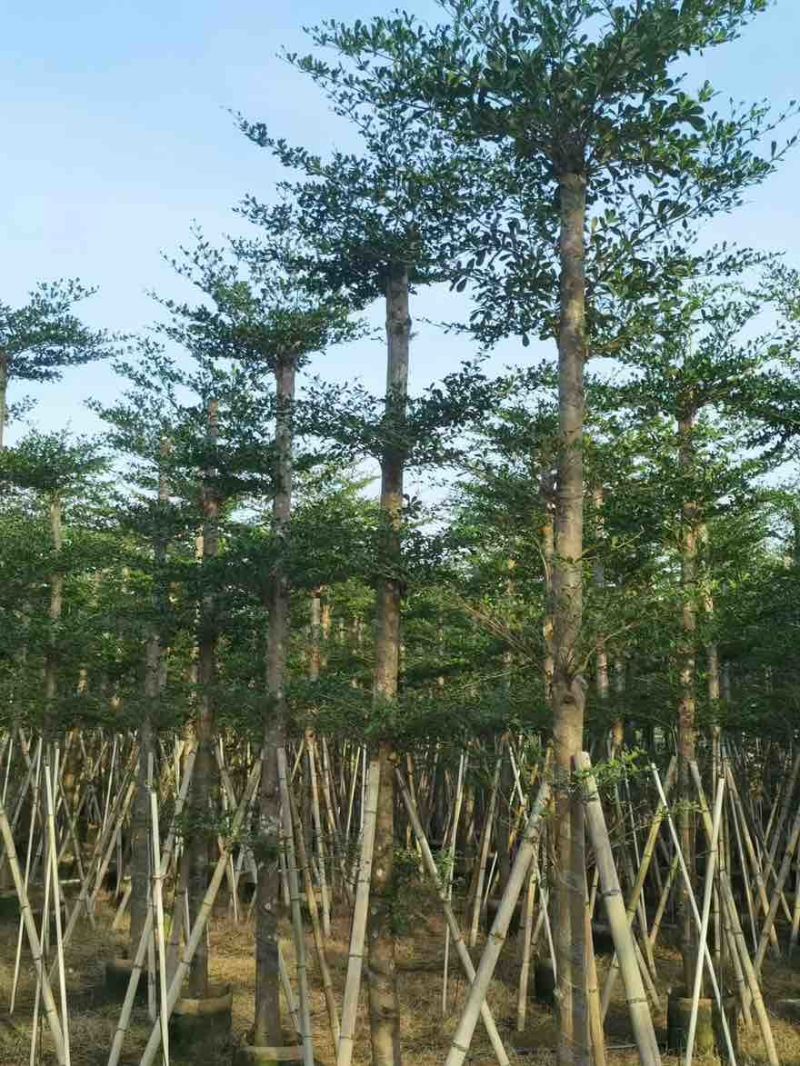 小叶榄仁8-25分，基地直销，一手货源，各种规格，大量出售