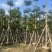小叶榄仁8-25分，基地直销，一手货源，各种规格，大量出售