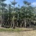 小叶榄仁8-25分，基地直销，一手货源，各种规格，大量出售