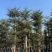 小叶榄仁8-25分，人工造拖，基地直销，一手货源，大量出售