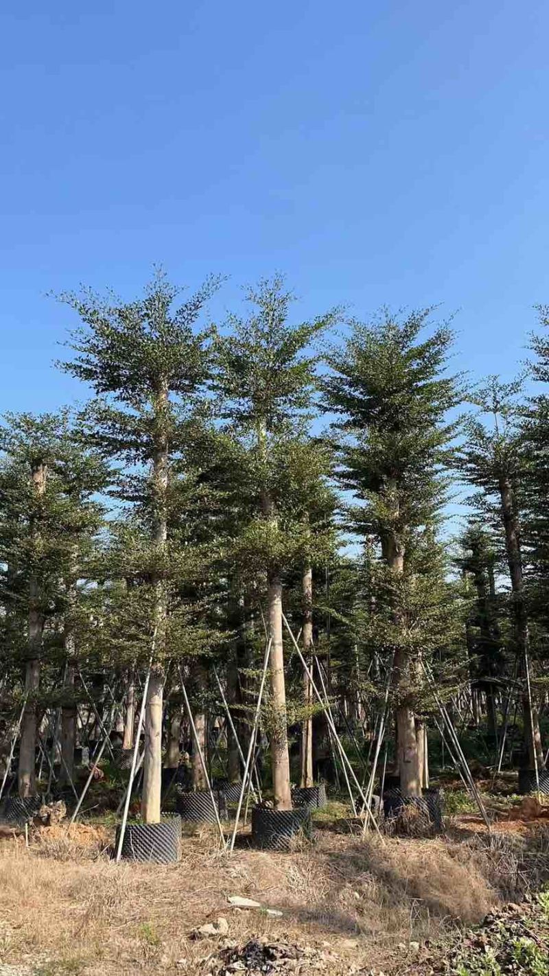 小叶榄仁8-25分，人工造拖，基地直销，一手货源，大量出售