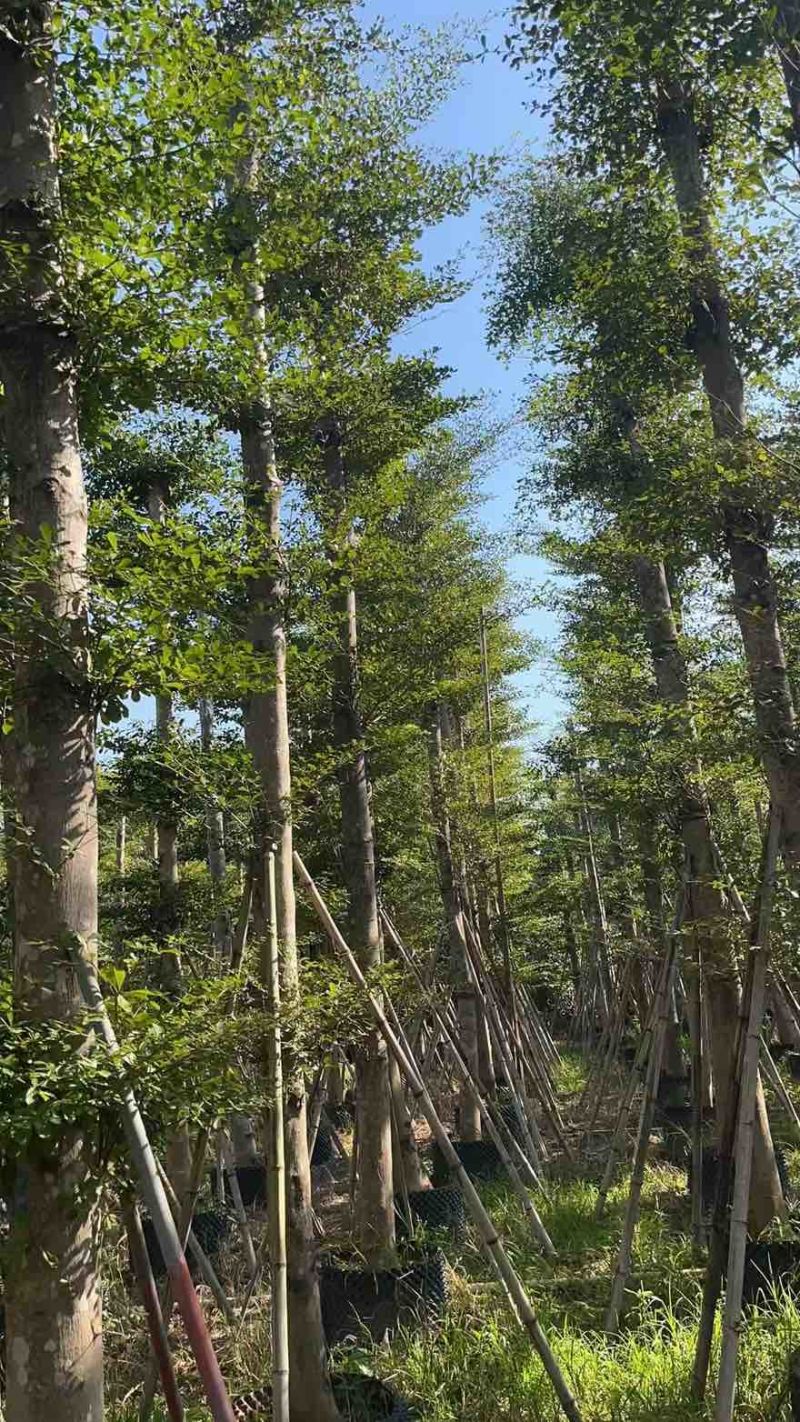 小叶榄仁8-25分，人工造拖，基地直销，一手货源，大量出售