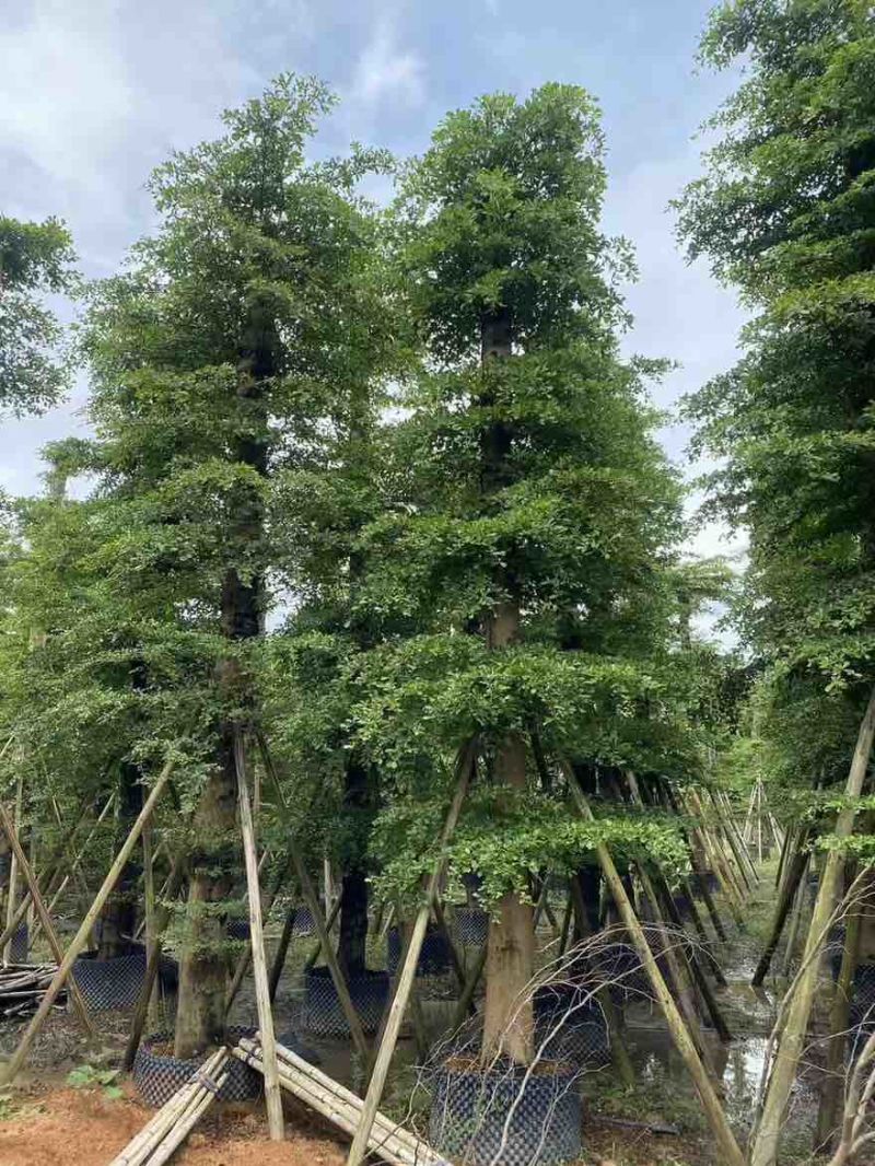 小叶榄仁8-25分，人工造拖，基地直销，一手货源，大量出售