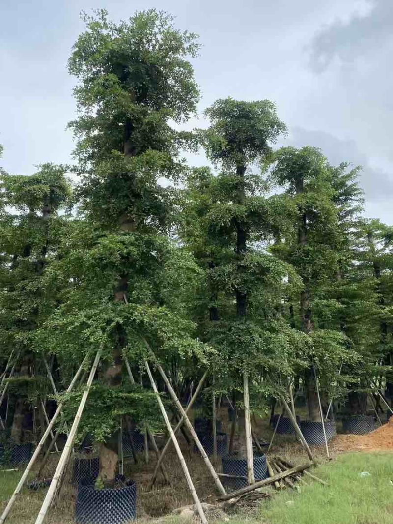 小叶榄仁8-25分，人工造拖，基地直销，一手货源，大量出售