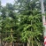 小叶榄仁8-25分，人工造拖，基地直销，一手货源，大量出售