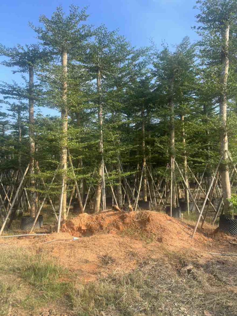 小叶榄仁8-25分，人工造拖，基地直销，一手货源，大量出售