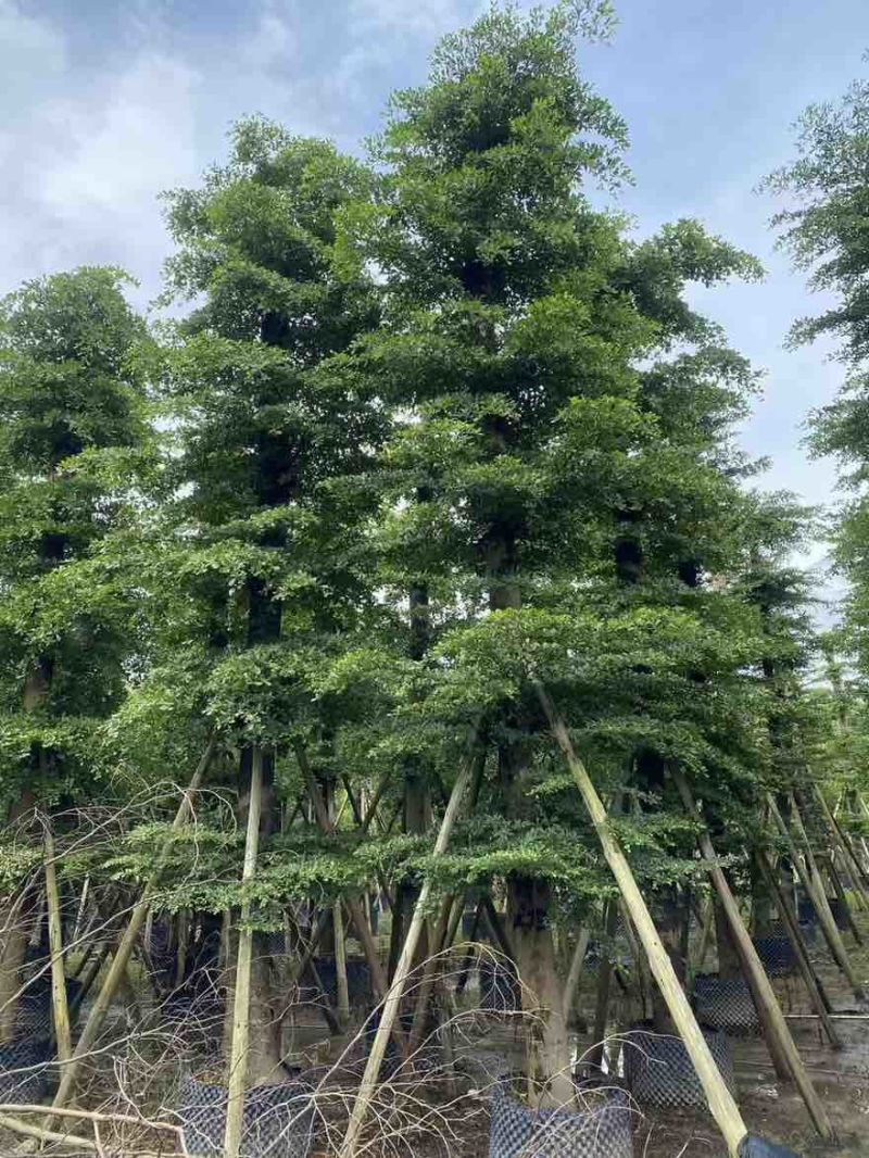小叶榄仁8-25分，人工造拖，基地直销，一手货源，大量出售