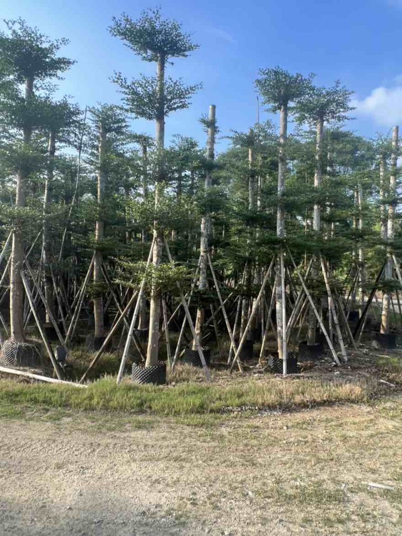 小叶榄仁8-25分，人工造拖，基地直销，一手货源，大量出售