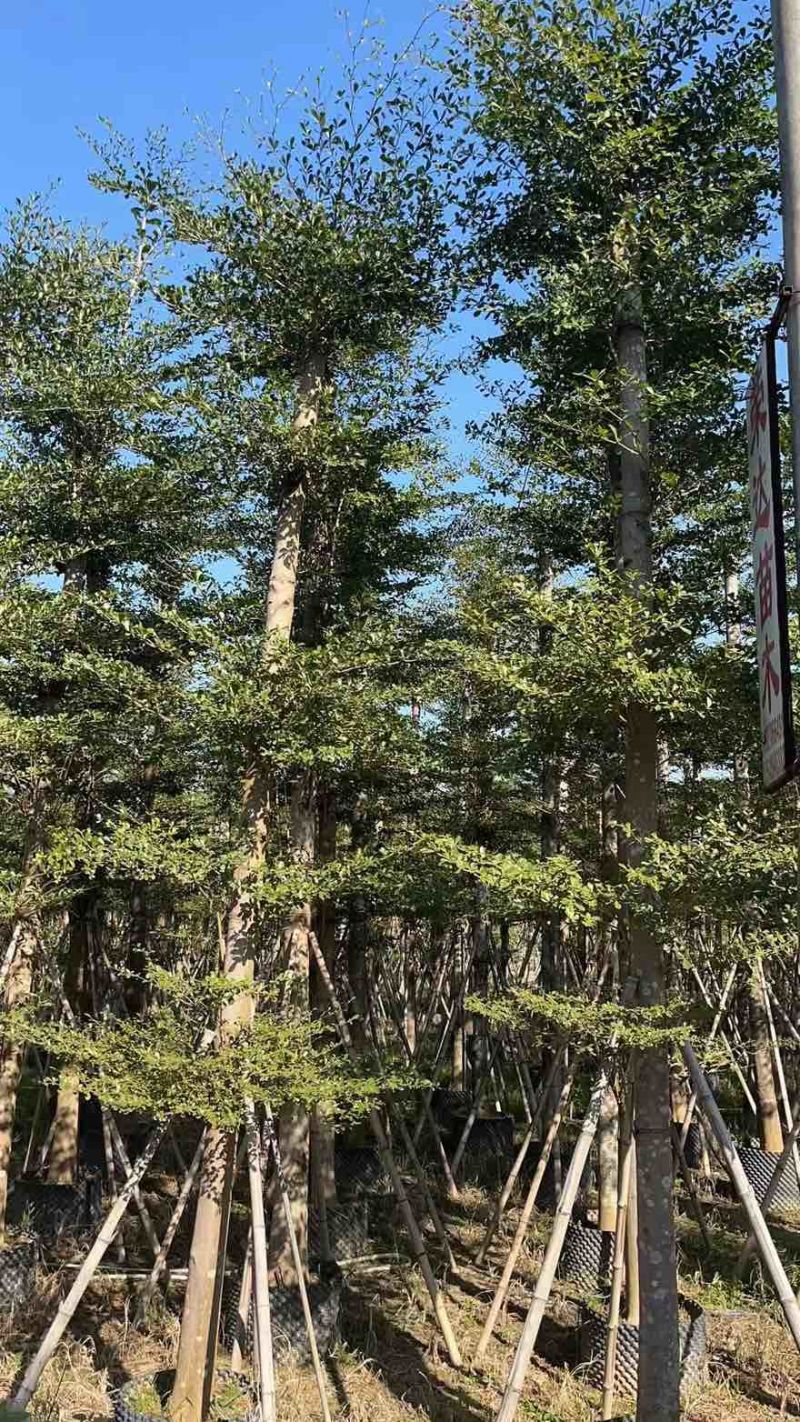 小叶榄仁8-25分，人工造拖，基地直销，一手货源，大量出售