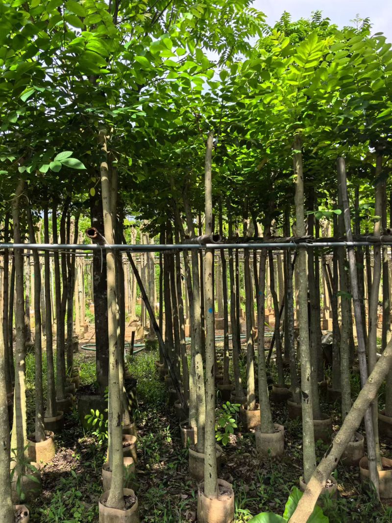 火焰木，5-6公分。