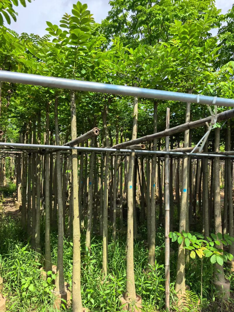 火焰木，5-6公分。