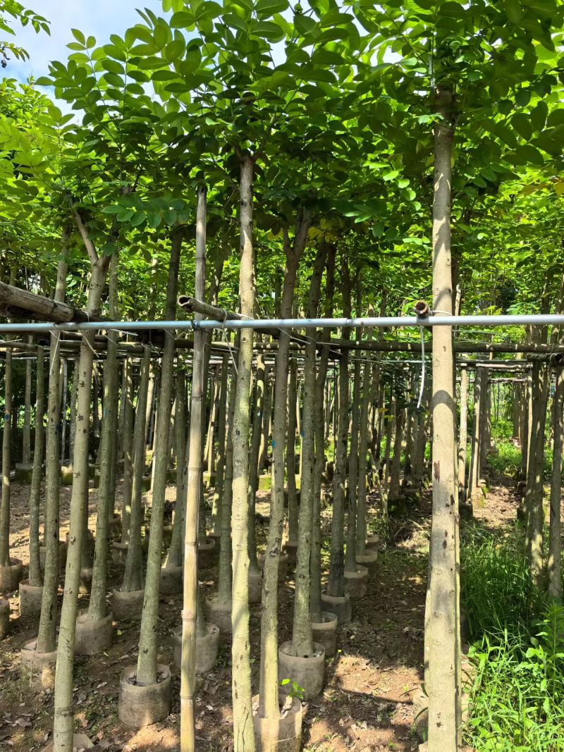 火焰木，5-6公分。