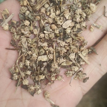 灰灰菜籽